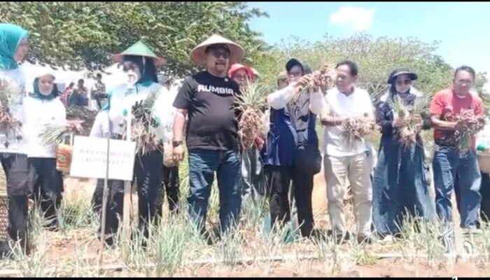 Panen Perdana Bawang Merah di Bombana, Distan Dorong Jadi Komoditas Andalan