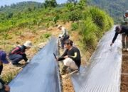 Jaga Kebersihan dan Kekompakan, ASN Distan Bombana Gelar Kurve di Kebun Percontohan