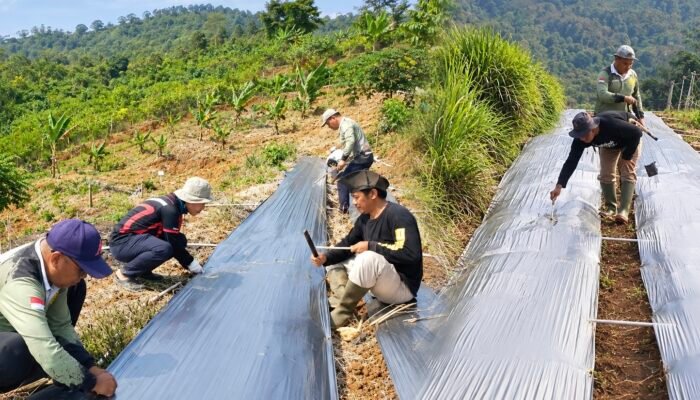 Jaga Kebersihan dan Kekompakan, ASN Distan Bombana Gelar Kurve di Kebun Percontohan