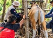 Dinas Pertanian Bombana Genjot Populasi Ternak, Program IB Digencarkan di Rarowatu Utara