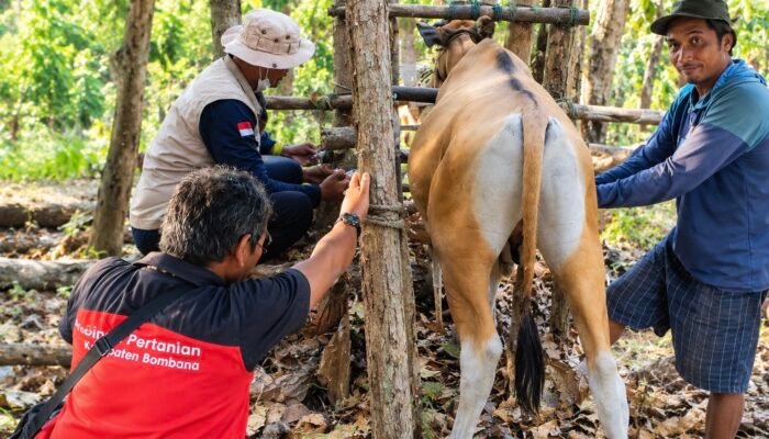 Dinas Pertanian Bombana Genjot Populasi Ternak, Program IB Digencarkan di Rarowatu Utara